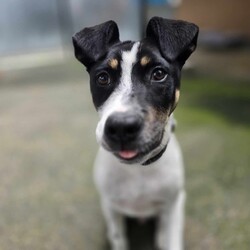 Adopt a dog:Grommet/Australian Kelpie/Male/4 Months,Hi there! My name is Grommet, and I'm the cutest little ball of joy you'll ever meet! I might be small now, but my heart is HUGE, and I've got enough love to share with a family just like yours. As a curious pup, I love exploring my surroundings-sniffing out new scents and making friends with anyone who stops to say hello. I might wiggle my tail so hard I look like I'm about to take off! I have plenty of puppy energy, so daily playtime is a must. Whether it's chasing after a squeaky toy or pouncing on a playful friend, I'm always ready for an adventure. I'm also eager to learn! A little puppy school would be perfect for me to pick up some manners and tricks. I promise I'm a quick learner and can't wait to impress you with my new skills. Plus, it'll help me meet new people and other pups-socialization is key for a growing girl like me! One thing to keep in mind is that I'll need a safe space to roam and play. A secure fence in your yard would be ideal, so I can frolic freely without worrying about any sneak escapes. Safety first, right? I love the great outdoors, but I want to make sure I stay close to my family. I'm not very fond of smaller fast moving people, so I'm best suited to a home with any children over the age of 12. So, if you're looking for a playful companion who's ready to fill your days with laughter, love, and a little bit of puppy mischief, I'm your boy! Let's start our forever adventure together. Can't wait to meet you! My adoption fee is: $620 which includes = desex, vaccination, microchip with flea and tick prevention started