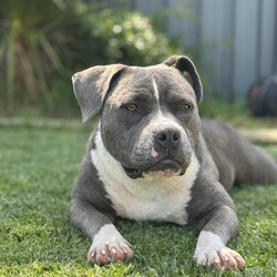 Adopt a dog:Tikki/American Staffordshire Terrier/Female/1 Year 1 Month,Hi!, thanks for stopping by. I’m Tikki and I’m a brave young staffy pup ready to take on my next adventure. I came here at no fault of my own, I have had a rough start to my life but was lucky enough to be scooped up into a foster care home to start learning what the world has to offer me. I’m a shy girl who as I said came from some rough beginnings but I have a great big personality that will shine right through once I’m comfortable with the right people. I can be nervous when I meet new people but I am very confident with other dogs, I might even prefer them over people. I would love to go home with another dog as they tend to make me feel more comfortable as they can guide me and show me how to be a real dog. I will need someone who is experienced in doggy body language and can tell when I'm not so comfortable in certain situations. Someone who understands my quirks and needs along with lots of patience will be essential for me to settle into my new home. I am quite an independent pup who likes to be interacted with on my own terms. I'll let you know when I want a pat!. I am extremely food motivated and that’s usually the way to my heart. I enjoy my quiet time and will benefit from my own little safe haven in the home that I can go to when life gets a little overwhelming for me, that would be perfect. Additionally, a quiet/calm household is something I would benefit from. Besides the mentioned above, I am still your typical staffy who likes to play and get big bursts of energy and can sometimes be a little boisterous, I hope you don’t mind!  if you have some interest in me, please don’t hesitate to complete our expression of interest form  Much love,  Tikki xx -Experienced owner  -Must meet all family -No children under 12  -Must go home with another dog  -Indoor/outdoor access no apartment