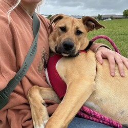Haven/Staffordshire Bull Terrier / German Shepherd Dog/Female/1 Year 2 Months,Hey there, I’m Haven! I’m a sweet and spirited girl with a heart full of love and a whole lot of energy. I’m playful and always ready for some fun, but I can be a little nervous in new situations, so I’m looking for a patient and understanding home. I love making new dog friends, but I’m still learning the ropes when it comes to socializing, so I would be best suited to a house with no other animals at this stage. I know some basic cues like sit, stay, and come, and I’m eager to learn more with your help! Car rides? Oh, yes, please! Feeling the breeze and checking out new sights makes me so happy. And when it’s time to chill, there’s nothing better than some cozy couch time and a yummy long-lasting chew to keep me entertained. If you’re looking for a loyal companion who’s ready to grow and share some love, I’d be thrilled to join your family! Let’s make some great memories together! 