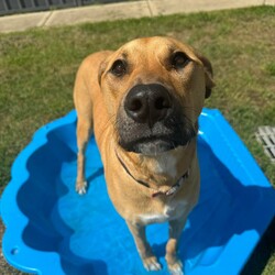 Haven/Staffordshire Bull Terrier / German Shepherd Dog/Female/1 Year 2 Months,Hey there, I’m Haven! I’m a sweet and spirited girl with a heart full of love and a whole lot of energy. I’m playful and always ready for some fun, but I can be a little nervous in new situations, so I’m looking for a patient and understanding home. I love making new dog friends, but I’m still learning the ropes when it comes to socializing, so I would be best suited to a house with no other animals at this stage. I know some basic cues like sit, stay, and come, and I’m eager to learn more with your help! Car rides? Oh, yes, please! Feeling the breeze and checking out new sights makes me so happy. And when it’s time to chill, there’s nothing better than some cozy couch time and a yummy long-lasting chew to keep me entertained. If you’re looking for a loyal companion who’s ready to grow and share some love, I’d be thrilled to join your family! Let’s make some great memories together! 