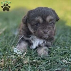 Trixie/Peekapoo									Puppy/Female	/9 Weeks,Hey There, My name is Trixie! I am a very beautiful female Peekapoo puppy! I was born on September 18th, 2024. I am such a sweet little girl! I am looking for my new family, could that be with you? If you choose me I will come home to you with my vaccinations and deworming up to date. If you think that I would make the perfect little addition to your family, then please call or text to find out more information about me!