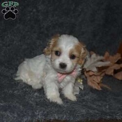 Trisha/Cavachon									Puppy/Female	/6 Weeks,Trisha is outgoing,playful and has sweet cavachon temperment. She’s looking for her forever home. 