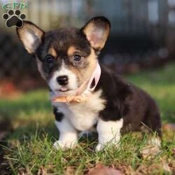 Ruby/Pembroke Welsh Corgi									Puppy/Female	/7 Weeks,Meet Ruby! She is the most darling AKC Pembroke Welsh Corgi puppy. This little bundle of vivacious energy will keep you on your toes with her outgoing personality and adorable puppy antics. With hair as soft as silk and a tendency to snuggle, she can also be the best nap buddy. If you are searching for a companion for many adventures, you have found the one. This baby will bring joy and excitement to any ordinary day!