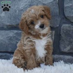 River/Cavapoo									Puppy/Female	/8 Weeks,I offer a one year health guarantee. Up to date on shots and dewormings. I’m looking for a loving indoor home. Shipping options are available anywhere in the US. All Sunday calls are returned on Mondays. Thanks Jon