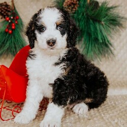 Hector/Bernedoodle									Puppy/Male	/7 Weeks,Do you love Bernese Mountain dogs but struggle with the heavy shedding then take a look at this puppy. With their poodle hair but Bernese happy personality they are sure to please.