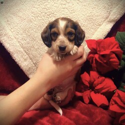 Barney-Mini/Dachshund									Puppy/Male	/6 Weeks