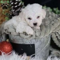 Tiny-Frosty/Bichon Frise									Puppy/Male	/6 Weeks,, a little winter wonder, is a Bichon Frise puppy with a heart as pure as the driven snow. His soft, white fur and playful spirit make him the perfect Christmas companion. Whether he’s frolicking in the snow or curled up by the fireplace, Frosty is sure to bring joy and warmth to your home.