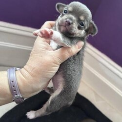 Chihuahua puppies for sale/Chihuahuas/Male/3 weeks,Small size Chihuahua Apple head puppies
They are 3 weeks old and they will be ready to go to their new homes on 24th December
Dark and Milk Chocolate and Tan and
Blue and Tan