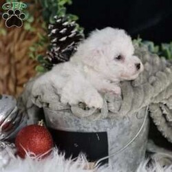 Tiny-Frosty/Bichon Frise									Puppy/Male	/6 Weeks,, a little winter wonder, is a Bichon Frise puppy with a heart as pure as the driven snow. His soft, white fur and playful spirit make him the perfect Christmas companion. Whether he’s frolicking in the snow or curled up by the fireplace, Frosty is sure to bring joy and warmth to your home.