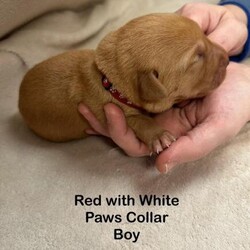 Stunning Fox Red Labradors - Exceptional Breeding/Labrador/Mixed Litter/2 weeks,PURE DARK FOX RED and DARK YELLOW LABRADOR pups for sale, born 8th November, to truly stunning parents.

Rogue had 14 healthy pups

PLEASE NOTE FOX REDS ARE THE DARKEST SHADE OF YELLOW AND ARE REGISTERED AS SUCH

Ready to leave on 3rd January

Mum and Dad are fully trained gun dog, these dogs make ideal pets or workers, amazing temperament, can be seen with mum at home, I could not stress what a lovely dog Mum is, she is truly stunning, and an amazing temperament, very loving

Mum Rogue is hip and elbow scored, Patella and Eyes clear same for dad Dec

DEC - Dad

Confident in all situations at work and home.
A big bonding companion of sound kind, even temperament.
An intelligent, stylish dog keen to please in his training and work who will not shy at any task asked of him.
Outstanding nose and game sense,
bred from some of the most proven Trial and working lines.

Highly Health Tested in excess of Kennel club recommendations.
DNA Clear for: Stargardt, prcd-PRA, SD2, EIC. CNM, HNPK, MCD, DM, Hyperurcosia, Eyes Unaffected, Hips 4/6, Elbows 0/0

Mum and Dad have an awesome nature and excellent temperament.
The pups will excel as both workers and as family pets. Mum and Dad have exceptional breeding,
easy to train and willing to learn and please

Good homes essential.
Pups are raised in a family environment and are well socialised and used to all household noises, washing machines, power washers and local gun shot noises, and also used to children and other animals

Please note there will be Breeding endorsements on all of these pups - please ask for more information on this

Top Quality pups - STUNNING FOX REDS and DARK YELLOW - Grandad was the infamous 'Kingsman - Manners Maketh Man' Kingsman is a U.S. Import.
Kingsman, who is known worldwide as not only an exceptional working dog, but also a brilliant family member and producer of therapy/assistance pups due to his exceptional nature.

Please ask for any more information required - Face time available, please call to arrange

5th generation pedigree certificates are available to view for both mum and dad.

They will leave with a fully loaded 'Pilling Gun Dogs' puppy box

Your puppy pack includes;

Vet checks
First vaccination
Microchipped
Flea and worm treated
James Wellbeloved Puppy pack
Feeding instructions
Settling in advice
Raw Puppy
Puppy toy
5 generation pedigree certificate
Puppy contract and receipt including Lucy's Law
Lifetime of support and advice

£350 non-refundable deposit is required to secure a puppy. Deposit Payment by BACS transfer.

Sadly due to the current climate I have to point out that we had two fully protection trained free range Belgian Malinois who like introducing themselves to unscheduled visitors!! We also have a Caucasian Shepherd and Rottweiler and
CCTV, direct to police alarms etc but I assume you would like to keep all your limbs as this is more of a deterrent - You have been warned