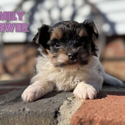 Emily/Biewer Terrier									Puppy/Female	/6 Weeks,Hey There, My name is Emily! I am a very beautiful female Biewer puppy! I was born on October 5th, 2024. I am such a sweet little girl! I’m looking for my new family, could that be with you? If you choose me I will come home to you vet checked with my vaccinations and deworming up to date and I will also be microchipped! If you think that I would be the perfect little addition for your family, then please call or text to find out more information about me!