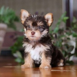 Alice/Morkie / Yorktese									Puppy/Female	/8 Weeks,Alice is the sweetest Morkie around! With her soft coat and sweet puppy dog eyes she is used to getting her way:) This little sweetheart has us all wrapped around her little paw. A soft, silky white coat and rambunctious personality are just a few of her winning qualities. Highly trainable, focused, and extremely adorable, the Morkie was built for family life. If you are looking for a dog that will keep up with the fast-paced and ever-changing schedule of a family with kids, this is the perfect match. Morkie are calm when they are not exercising but can also be super energetic thanks to their outgoing personality.