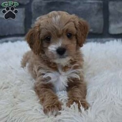 River/Cavapoo									Puppy/Female	/8 Weeks,I offer a one year health guarantee. Up to date on shots and dewormings. I’m looking for a loving indoor home. Shipping options are available anywhere in the US. All Sunday calls are returned on Mondays. Thanks Jon