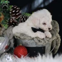 Tiny-Frosty/Bichon Frise									Puppy/Male	/6 Weeks,, a little winter wonder, is a Bichon Frise puppy with a heart as pure as the driven snow. His soft, white fur and playful spirit make him the perfect Christmas companion. Whether he’s frolicking in the snow or curled up by the fireplace, Frosty is sure to bring joy and warmth to your home.