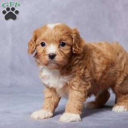 Ezra/Cavapoo									Puppy/Male	/6 Weeks,Meet Ezra, the sweetest F1 Cavapoo you’ll ever find! This little guy is looking for a loving forever home where he can shower his new family with love and cuddles. Raised in a caring environment, Ezra is well-socialized and ready to be your best friend. He’s been vet-checked, is up-to-date on vaccines and dewormer, and is microchipped for extra peace of mind. Ezra comes with a health guarantee, so you know he’s off to a healthy start in life. His parents are AKC registered and have been genetically tested to ensure the best for their puppies. Whether you pick him up or choose delivery, Ezra will be ready to brighten your life. Don’t miss the chance to make Ezra part of your family—he’s waiting just for you!