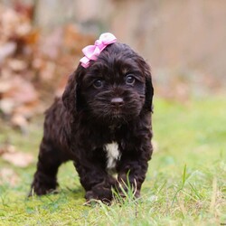 Cleo/Cockapoo									Puppy/Female	/6 Weeks,Cleo is the sweetest F1 Cockapoo around! With her floppy ears and sweet puppy dog eyes she is used to getting her way:) This little sweetheart has us all wrapped around her little paw. A soft, silky coat and rambunctious personality are just a few of her winning qualities. Highly trainable, focused, and extremely adorable, the Cockapoo was built for family life. If you are looking for a dog that will keep up with the fast-paced and ever-changing schedule of a family with kids, this is the perfect match. Cockapoos are calm when they are not exercising but can also be very playful and social!