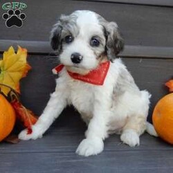 Joey/Cockapoo									Puppy/Male	/8 Weeks,Prepare to fall in love!!! My name is Joey and I’m the sweetest little F1b cockapoo looking for my furever home! One look into my warm, loving eyes and at my silky soft coat and I’ll be sure to have captured your heart already! I’m very happy, playful and very kid friendly and I would love to fill your home with all my puppy love!! I am full of personality, and ready for adventures! I stand out above the rest with my beautiful fluffy merle and white colored coat !!… I will come to you vet checked, microchipped and up to date on all vaccinations and dewormings . I come with a 1-year guarantee with the option of extending it to a 3-year guarantee and shipping is available! My mother is Jada, our sweet 14# cockapoo with a heart of gold and my father is Nimbo, our beautiful 13# chocolate merle mini poodle !I will grow to approx 12-14# and both of my parents are on the premises and available to meet! Why wait when you know I’m the one for you? Call or text Martha to make me the newest addition to your family and get ready to spend a lifetime of tail wagging fun with me! (7% sales tax on in home pickups) 