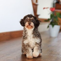 Jude/Shih-Poo									Puppy/Male	/8 Weeks,Meet Jude the adorable Shihpoo puppy, the perfect mix of charm and cuteness! With a soft, fluffy coat and sparkling eyes, this little one is bound to steal your heart. Shihpoos are a delightful blend of Shih Tzu and Poodle, combining the affectionate and playful nature of both breeds.