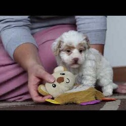 Jude/Shih-Poo									Puppy/Male	/8 Weeks,Meet Jude the adorable Shihpoo puppy, the perfect mix of charm and cuteness! With a soft, fluffy coat and sparkling eyes, this little one is bound to steal your heart. Shihpoos are a delightful blend of Shih Tzu and Poodle, combining the affectionate and playful nature of both breeds.