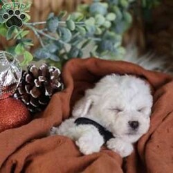 Tiny-Frosty/Bichon Frise									Puppy/Male	/6 Weeks,, a little winter wonder, is a Bichon Frise puppy with a heart as pure as the driven snow. His soft, white fur and playful spirit make him the perfect Christmas companion. Whether he’s frolicking in the snow or curled up by the fireplace, Frosty is sure to bring joy and warmth to your home.