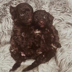 Kc ref chocolate toy Poodle/Toy poodle/Female/4 weeks,I have for sale 2 kc registered Tiny female toy poodles were born on the 19/10/2024 and they are ready to leave 14th December 2024
Pups will all be health checked and microchipped . They’ve been wormed and flead up to date.
Pups have been brought up in our family home with our children and other dog so are very well socialised and used to every day noise.
Mum is our beautiful kc registered chocolate toy poodle ,who is our very loved pet and is very loving and friendly. She can be seen with pups.
Dad is a local kc registered stud chocolate phantom Toy Puddle 10 inches at the shoulder.
He Is Kennel Club Registered With Excellent lines And Proven. Percy Has Clear Extensive Health Tests Which Are;
PRA
OCD
HEXB VARIANT
DM
vWD1
They will come with a puppy pack containing KC documentation,
You are more then welcome to arrange a visit to view pups with mam , and I can also do virtual viewing if that helps too.