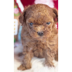 Adopt a dog:Mickey/Poodle/Male/5 weeks,Hey! My name is Mickey and I'm ready for you to pick me up, so that I can brighten up our home! I'm full of life and fun. I can be the best movie, walking, and cuddle buddy that you will ever come across! Both of my parents are exceptional examples of our breed. I will arrive to you healthy and with my vaccinations up to date, before wiping my paws on our welcome mat. Ready for a lifelong best friend? Well, I'm ready for my forever family!