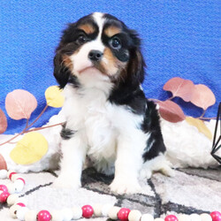 Adopt a dog:Rio/Cavalier King Charles Spaniel/Male/10 weeks,Hi, my name is Rio. I am so excited I love to be around people, and you will enjoy being with me! I’m looking forward to meeting my new forever family. Could that be with you? I sure hope so. I am a gorgeous puppy with a personality to match. I am also up to date on my vaccinations and vet checked from head to tail, so when you see me, I will be as healthy as can be. What are you waiting for? I know I will be the best friend you have dreamed of.