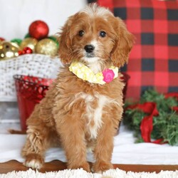 Adopt a dog:Promise/Goldendoodle/Female/12 weeks,You are the one that I have been looking for. Let me introduce myself; my name is Promise and I am pleased to meet my new fur-ever family. I have heard a lot about how kind and loving my new family will be and I just can't wait to get to them. I really hope it's you because you seem to be everything I want. I'm cuddly, and friendly, and I have even been to the vet who says that I am healthy and ready to go! I really hope that you call about me soon because you are everything that I have been dreaming of.