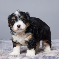 Adopt a dog:Madeline/Bernedoodle/Female/7 weeks,Hi, my name is Madeline. I am so excited I love to be around people, and you will enjoy being with me! I’m looking forward to meeting my new forever family. Could that be with you? I sure hope so. I am a gorgeous puppy with a personality to match. I am also up to date on my vaccinations and vet checked from head to tail, so when you see me, I will be as healthy as can be. What are you waiting for? I know I will be the best friend you have dreamed of.