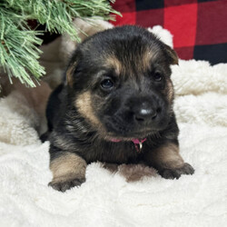 Bea/German Shepherd Dog/Female/3 weeks