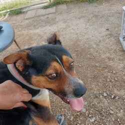 Tiger/Australian Kelpie/Male/2 Years 3 Months,Hi! I'm Tiger! I'm a super lovely kelpie boy who is looking for a home who can spoil me rotten! I'm energetic, playful and allround a goofy gentleman! I'm a high energy dog and I'll need someone who is willing to spend time with me and do lots of fun exercise and games! I would love to have nice quiet walks, sniff around for my food like a little treasure hunt, and snooze in the sun from time to time. I can be a bit exuberant, and will not be suited to young kids who I might knock over! Unfortunately, I have had a bit of a hard go of life and was in a situation where I couldn't always trust the people around me so I will need a family that is able to provide me with a bit of stability and trust. I haven't met many dogs and they can scare me a little bit so I'll will need to be the only pooch in your life, but don't worry, I promise to fill your home with my fun loving personality.  Requirements: Tiger is such a beautiful young man who is very eager to find his new furever home! Come on down to the Hunter shelter and meet him today! Love and tail wags, Tiger!