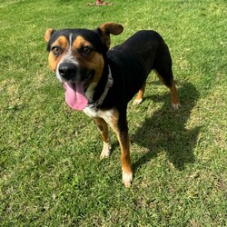 Tiger/Australian Kelpie/Male/2 Years 3 Months,Hi! I'm Tiger! I'm a super lovely kelpie boy who is looking for a home who can spoil me rotten! I'm energetic, playful and allround a goofy gentleman! I'm a high energy dog and I'll need someone who is willing to spend time with me and do lots of fun exercise and games! I would love to have nice quiet walks, sniff around for my food like a little treasure hunt, and snooze in the sun from time to time. I can be a bit exuberant, and will not be suited to young kids who I might knock over! Unfortunately, I have had a bit of a hard go of life and was in a situation where I couldn't always trust the people around me so I will need a family that is able to provide me with a bit of stability and trust. I haven't met many dogs and they can scare me a little bit so I'll will need to be the only pooch in your life, but don't worry, I promise to fill your home with my fun loving personality.  Requirements: Tiger is such a beautiful young man who is very eager to find his new furever home! Come on down to the Hunter shelter and meet him today! Love and tail wags, Tiger!