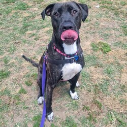 Leia/Mastiff / Staffordshire Bull Terrier/Female/1 Year 11 Months,Hello there, my name is Leia, a 1-year-and-7-month-old Staffordshire Bull Terrier lady! I'm looking for a loving, patient, and kind human who can offer me a forever home. I still have lots to learn about life and once I show my true self am playful girl, who loves toys. I'm still learning about the world, so I need someone patient who can help me learn new things every day. I promise to be a quick learner and reward you with endless loyal companionship. As for other pets, I'd really like to be your only fur-kid. I don't haven't met many other animals, but I do best when I can be the star of the show.  I'm looking for a home with older children, who can understand my needs and shower me with the love I deserve. In return, I promise to be your best friend, your confidante, and your loving companion. Requirements: 