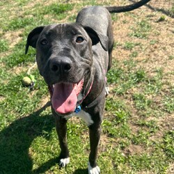 Leia/Mastiff / Staffordshire Bull Terrier/Female/1 Year 11 Months,Hello there, my name is Leia, a 1-year-and-7-month-old Staffordshire Bull Terrier lady! I'm looking for a loving, patient, and kind human who can offer me a forever home. I still have lots to learn about life and once I show my true self am playful girl, who loves toys. I'm still learning about the world, so I need someone patient who can help me learn new things every day. I promise to be a quick learner and reward you with endless loyal companionship. As for other pets, I'd really like to be your only fur-kid. I don't haven't met many other animals, but I do best when I can be the star of the show.  I'm looking for a home with older children, who can understand my needs and shower me with the love I deserve. In return, I promise to be your best friend, your confidante, and your loving companion. Requirements: 