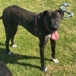 Leia/Mastiff / Staffordshire Bull Terrier/Female/1 Year 11 Months,Hello there, my name is Leia, a 1-year-and-7-month-old Staffordshire Bull Terrier lady! I'm looking for a loving, patient, and kind human who can offer me a forever home. I still have lots to learn about life and once I show my true self am playful girl, who loves toys. I'm still learning about the world, so I need someone patient who can help me learn new things every day. I promise to be a quick learner and reward you with endless loyal companionship. As for other pets, I'd really like to be your only fur-kid. I don't haven't met many other animals, but I do best when I can be the star of the show.  I'm looking for a home with older children, who can understand my needs and shower me with the love I deserve. In return, I promise to be your best friend, your confidante, and your loving companion. Requirements: 