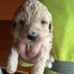 Toy Cockerpoo puppys vet checkedready 21 December/Cockerpoo/Mixed Litter/5 weeks,Here are our cockerpoo puppies. We have two boys and one girl . Mom is our cocker and dad is our toy poodle . Both parents can be seen . Puppies ready to go when they 8 weeksthey will leave with a vet check first vaccinations and microchip. Please contact if you would like a viewing.
Father os also fully heath tested .I would be asking for a 200 refundable deposit upon the chosen pup . Any questions please give us a call .