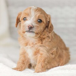 Barry/Maltipoo									Puppy/Male																/6 Weeks,Meet our adorable Maltipoo puppies! These puppies get their momma’s spunk and energy! We raise these puppies right along with our children! They share the house with us and are used to using puppy pads consistently.