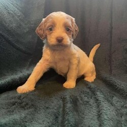 Stunning litter ofcockapoo puppies/Cockapoo/Mixed Litter/6 weeks,here we have our beautiful litter of cockapoo puppies they have been handled from birth by both children and adults of all ages they are being brought up in a busy family home so used to all kinds of house hold noises puppies our from our gorgeous family
pet seeka who has an amazing personality and such a kind gentle girl the dad of the puppies is a chocolate brown and white
miniature poodle stud dog puppies will be microchipped and come with a puppy pack to help them settle in to their new forever family homes