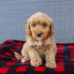 Coy/Mini Goldendoodle									Puppy/Male																/8 Weeks,Here comes the puppy of your dreams! Soft, fluffy, and kissable! This little cutie comes up to date on shots and dewormer and vet checked. The breeder made sure that the puppies are all well socialized with children and family raised. If you are interested in learning more about our puppies contact us today!