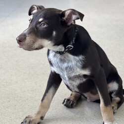 Pumba/Australian Kelpie/Male/3 Months,Hi there! I’m Pumba, a three-month-old Australian Kelpie pup bursting with energy and ready to find my forever home. As a young and lively guy, I’m looking for a special family who understands my breed and can keep up with my playful spirit! I’m intelligent, loyal, and full of love to give. Being a Kelpie, I’ve got a lot of energy to burn, so I’m searching for an experienced owner who knows how to handle an active pup like me. My ideal home would be with an adult-only household where I can thrive in a calm, mature environment. I’ll do best as the only dog in the house, soaking up all your love and attention, and having indoor and outdoor access to stretch my legs and explore. I’m looking for a family who’s ready to commit to ongoing training, as I’m eager to learn and grow with you. While I haven’t had any issues with other animals, I’d prefer to be your one-and-only pup so I can be your top priority. Meeting all of my potential new family members is a must—I want to make sure we’re the perfect match! If you’re familiar with my breed and ready to share an active, adventure-filled life, I could be the loyal companion you’ve been searching for. Let’s start our journey together—could you be the one to give me my forever home? Requirements: **If you are interested is giving this wonderful pet a home please visit our website and complete an expression of interest 