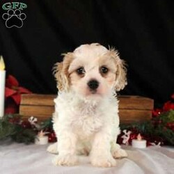 Vance/Cavachon									Puppy/Male																/6 Weeks,Say hello to Vance, a sweet and cuddly Cavachon puppy! This endearing pup is vet checked, up to date on shots and wormer, plus comes with a health guarantee provided by the breeder. Vance is well socialized and would make the best addition to anyone’s family. To find out more about this kissable pup, please contact Levi & Countryside Puppies today!