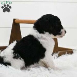 Mitch/Standard Poodle									Puppy/Male																/7 Weeks,Mitch is a very energetic  and playful little guy.He loves to play with his toys and is very adventurous but also likes to snuggle for nap time! Is up to date on vaccinations and wormer .Perfect for an early Christmas gift that will last for years!