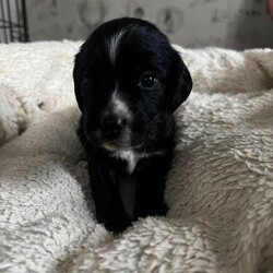 Beautiful litter of sprockers/Sprocker/Female/4 weeks,I currently have 2 left out of my litter of 7 Sprocker pups…

I have 2 girls left
One brown and white
And one black

Ready to leave first week in January, will have had first injection and microchip and health check at 6 weeks old along with flea and worm all done.

£150 deposit secures the pup and they are £750.

Liskeard area