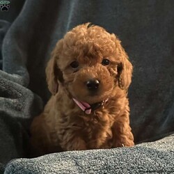 Holly/Mini Goldendoodle									Puppy/Female														/October 2nd, 2024