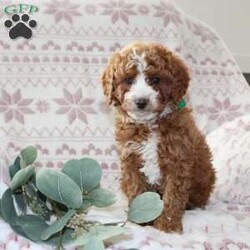 Bailey/Mini Aussiedoodle									Puppy/Female														/October 5th, 2024,Do you need a gentle, smart, and playful Mini Aussiedoodle? This adorable little cutie comes up to date on shots and dewormer and will be vet checked before going home. The mother Penny is our family pet and the sire is a Miniature Poodle. If you are looking to add a new puppy to your home this holiday season contact us today! 