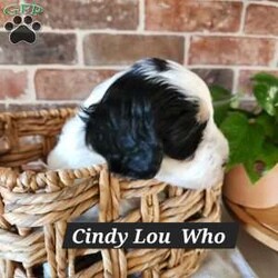 Cindy Lou Who/Mini Bernedoodle									Puppy/Female														/7 Weeks,Hi I’m Cindy Lou Who, a multi generation,  tri color mini bernadoodle, full of life and kisses just for you!