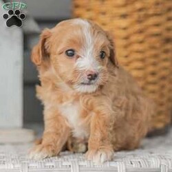 Barry/Maltipoo									Puppy/Male																/6 Weeks,Meet our adorable Maltipoo puppies! These puppies get their momma’s spunk and energy! We raise these puppies right along with our children! They share the house with us and are used to using puppy pads consistently.