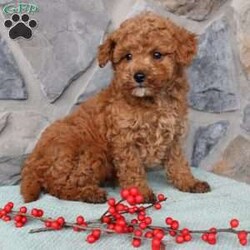 Junior/Toy Poodle									Puppy/Male																/10 Weeks,Meet Junior the little Toy Poodle puppy with a big heart and soft curls! This charming pup comes up to date on shots and dewormer and is vet checked. The mother is a Toy Poodle named Ruby and the father is also a purebred Toy Poodle! Our puppies are well socialized with children and family raised! If you are seeking a tiny pup who will stay small contact us today! 