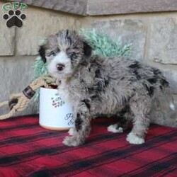 Kris/Mini Labradoodle									Puppy/Male																/6 Weeks,Here comes a multigenerational Mini Labradoodle puppy who is friendly, hypoallergenic, and has a luxuriously soft coat of curls! This little cutiepie comes up to date on shots and dewormer and is vet checked! The breeder specializes in the most hypoallergenic variety of Labradoodle puppies! The mother Kathy is a 3rd generation Mini Labradoodle and the sire Trooper is a Mini Poodle. If you are searching for the perfect puppy contact Nancy today! 