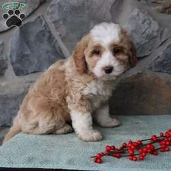 Regina/Mini Aussiedoodle									Puppy/Female														/9 Weeks,Do you need a fluffy, smart, and hypoallergenic Mini Aussiedoodle? This adorable little cutie comes up to date on shots and dewormer and will be vet checked before going home. The mother Miley is a Mini Aussiedoodle and the sire Range is a Miniature Poodle. If you are looking to add a new puppy to your home this holiday season contact us today! 